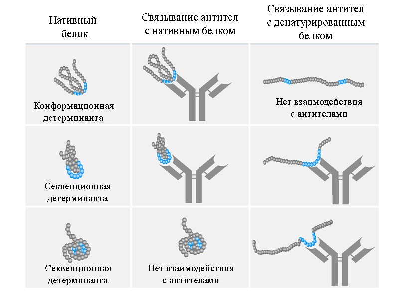 Нативный  белок Конформационная детерминанта Секвенционная детерминанта Секвенционная детерминанта Нет взаимодействия с антителами Нет